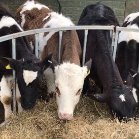 Cows