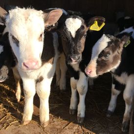 3 Cows