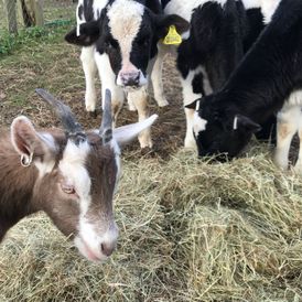 Goat and cows