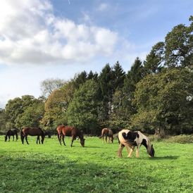 Horses