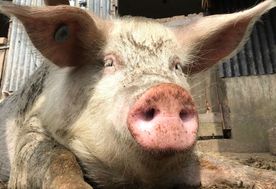 Single donation towards our pigs