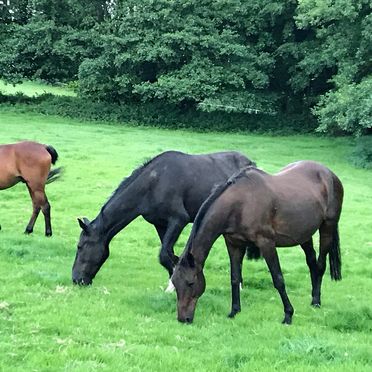 Single donation towards our horses 