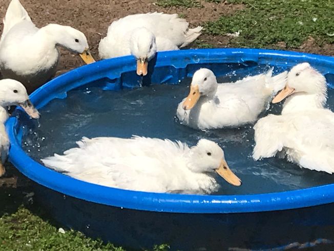 Sponsor our ducks