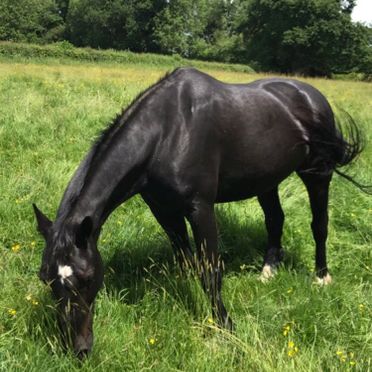 Sponsor Merlin